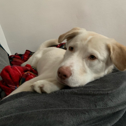 Kevin profile