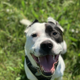 Zeus / oxmo profile