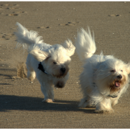 Jackson et parker profile