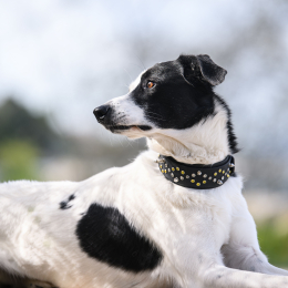 Ace profile