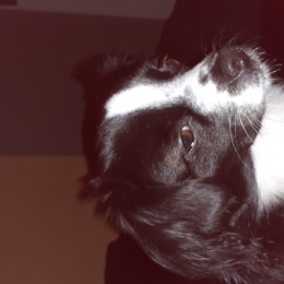 Jessie profile