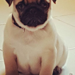 Max profile