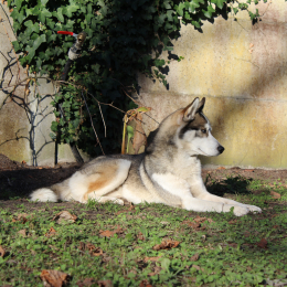 Louky  profile