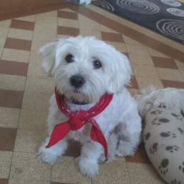 Idefix profile