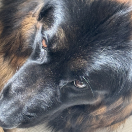 Usko profile