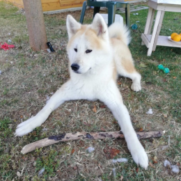 Kira profile