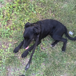 Tyson profile