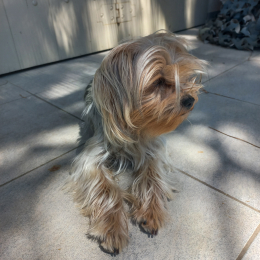 Doggo profile