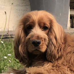 Julie profile
