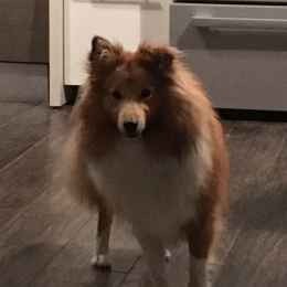 Hakuna profile