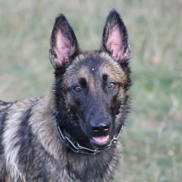 Nala profile
