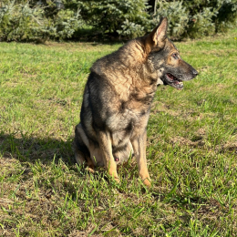 Romain profile