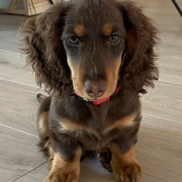 Sam profile