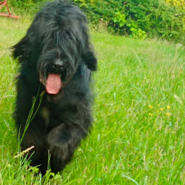 Loulou profile