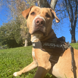 Peppe profile