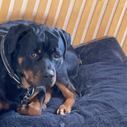Pablo profile