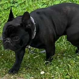 Bob profile