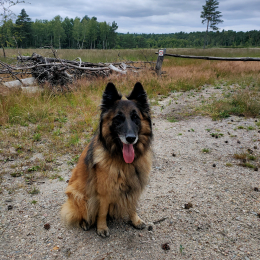 Doggo profile