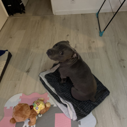 Binou profile