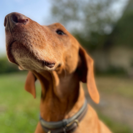 Gao profile