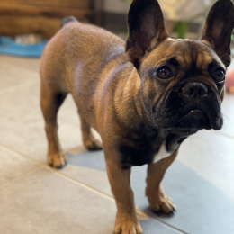 Nilo profile