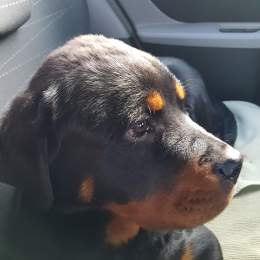 Neiko profile