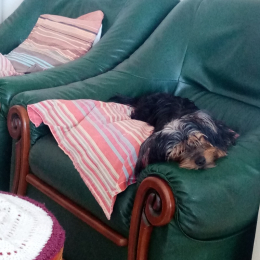 Chipie et rondeline profile
