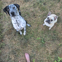 Vegas et taiko profile