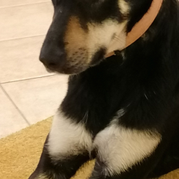Nala profile