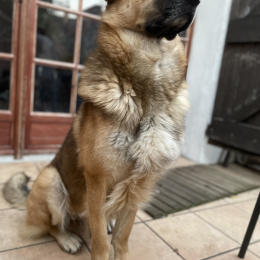 Koffee profile