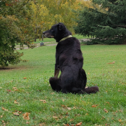 Dalhia profile