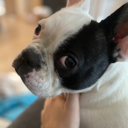 Bella profile