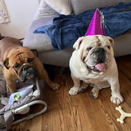 Roméo et suzie profile