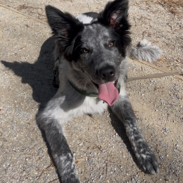 Lilou profile