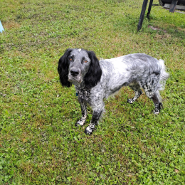 Jack profile