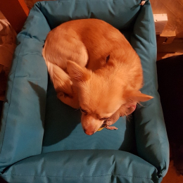 Max profile