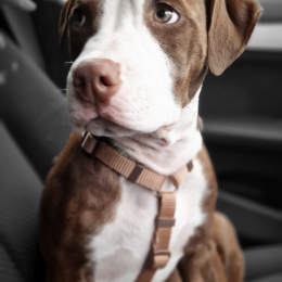 Tahia profile