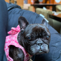 Coco profile