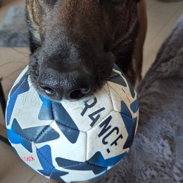 Sheldon profile