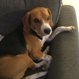 Rox profile