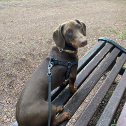 Pongo profile