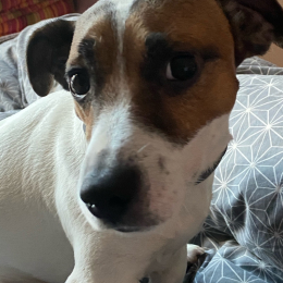 Jack profile