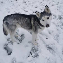 Siska profile