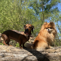 Molie et dodie profile