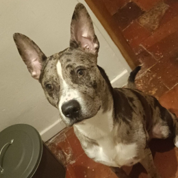 Helios profile