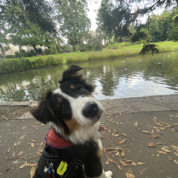 Timut profile