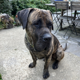 Ralf profile