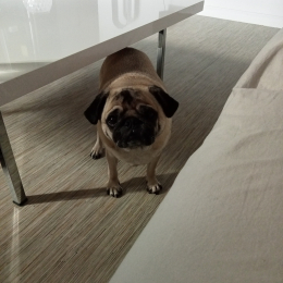 Max profile