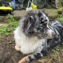 Usko profile