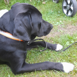 Koda profile